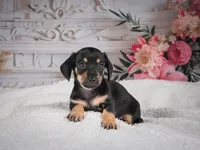 AKC-Milly, a female Miniature Dachshund for sale in Millersburg, OH – 5 of 8