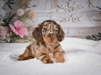 AKC-Precious, a female Miniature Dachshund for sale in Millersburg, OH – 3 of 8