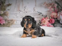 AKC-Mason, a male Miniature Dachshund for sale in Millersburg, OH – 6 of 7