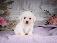 AKC-Ringo, a male Bichon Frise for sale in Millersburg, OH – 3 of 6