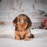 AKC-Khloe, a male Miniature Dachshund for sale in Millersburg, OH – Photo 3 of 8