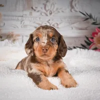 AKC-Khloe, a male Miniature Dachshund for sale in Millersburg, OH – Photo 6 of 8