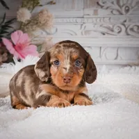 AKC-Khloe, a male Miniature Dachshund for sale in Millersburg, OH – Photo 2 of 8