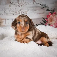 AKC-Khloe, a male Miniature Dachshund for sale in Millersburg, OH – Photo 1 of 8