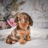 AKC-Khloe, a male Miniature Dachshund for sale in Millersburg, OH – Photo 5 of 8