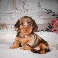 AKC-Khloe, a male Miniature Dachshund for sale in Millersburg, OH – Photo 4 of 8