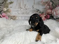 AKC-Cooper, a male Miniature Dachshund for sale in Millersburg, OH – 3 of 6