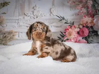 Logan, a male Miniature Dachshund for sale in Millersburg, OH – 2 of 6