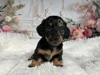 AKC-Ringo, a male Miniature Dachshund for sale in Millersburg, OH – Photo 7 of 7