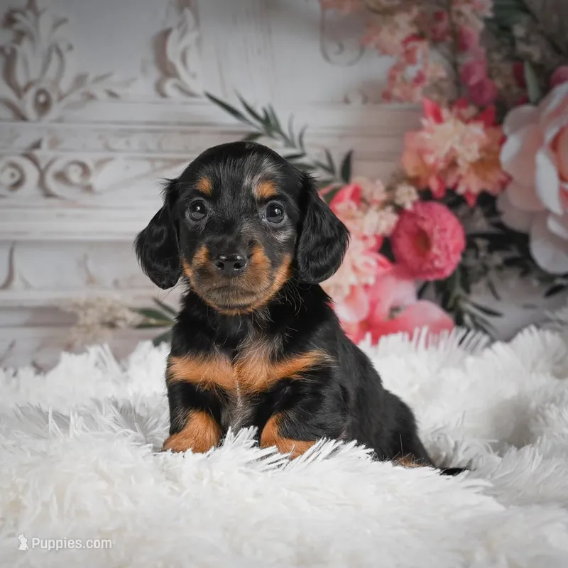 AKC-Ringo – Miniature Dachshund puppy for sale in Millersburg, OH