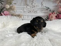 AKC-Ringo, a male Miniature Dachshund for sale in Millersburg, OH – Photo 3 of 7