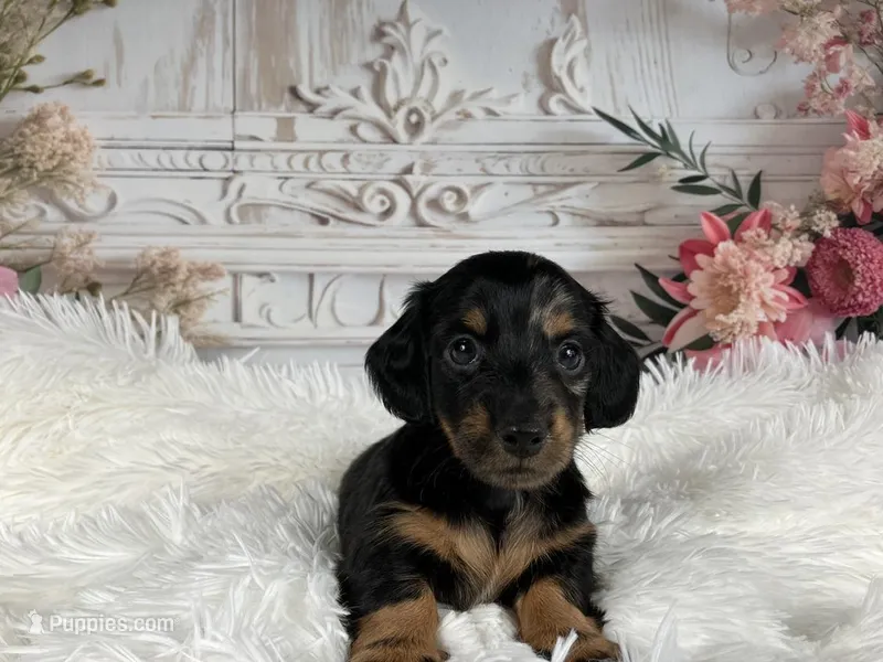 AKC-Ringo – Miniature Dachshund puppy for sale in Millersburg, OH
