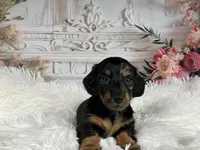 AKC-Ringo, a male Miniature Dachshund for sale in Millersburg, OH – Photo 1 of 7