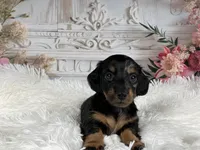 AKC-Ringo, a male Miniature Dachshund for sale in Millersburg, OH – Photo 6 of 7