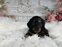 AKC-Ringo, a male Miniature Dachshund for sale in Millersburg, OH – Photo 5 of 7