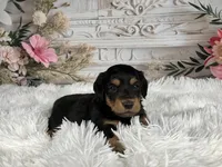 AKC-Ringo, a male Miniature Dachshund for sale in Millersburg, OH – Photo 2 of 7