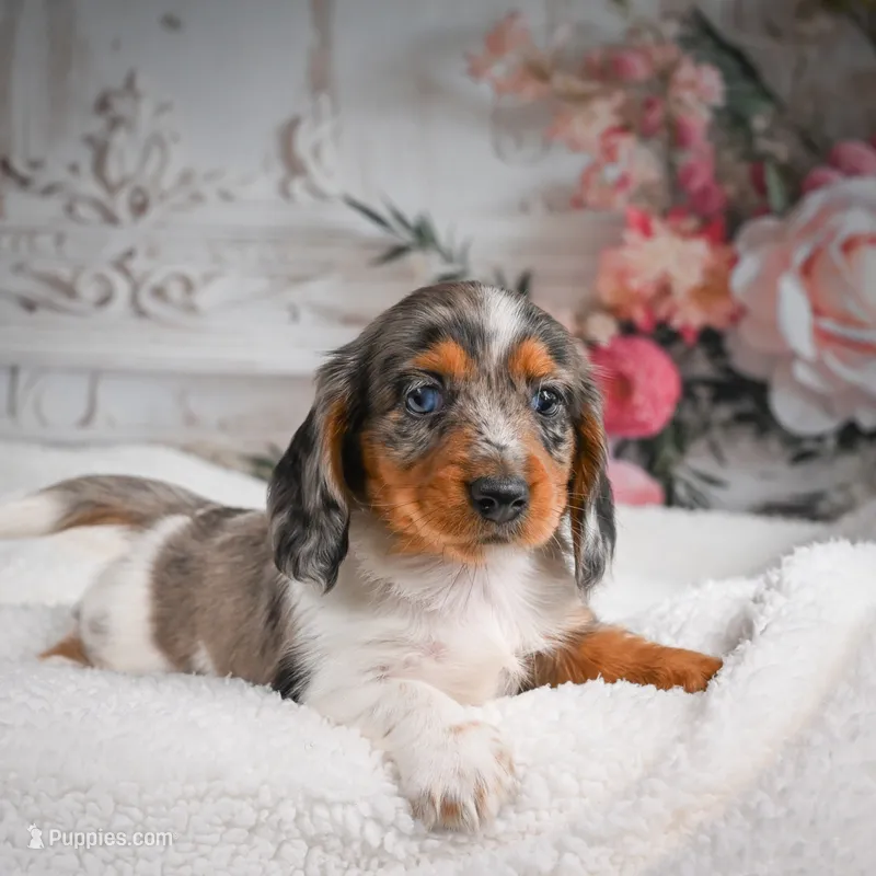 AKC-Betsy – Miniature Dachshund puppy for sale in Millersburg, OH