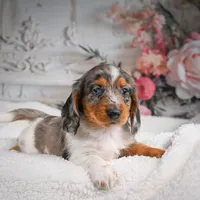 AKC-Betsy, a female Miniature Dachshund for sale in Millersburg, OH – 1 of 7