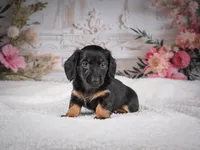 AKC-Mary, a female Miniature Dachshund for sale in Millersburg, OH – 5 of 8