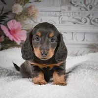 AKC-Gloria, a female Miniature Dachshund for sale in Millersburg, OH – 4 of 9