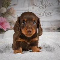 AKC-Bubba, a male Miniature Dachshund for sale in Millersburg, OH – 5 of 6