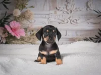 AKC-Milly, a female Miniature Dachshund for sale in Millersburg, OH – 4 of 8
