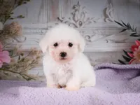 AKC-Ringo, a male Bichon Frise for sale in Millersburg, OH – 4 of 6