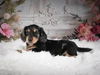 AKC-Rolo, a male Miniature Dachshund for sale in Millersburg, OH – 6 of 8
