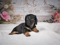 AKC-Mary, a female Miniature Dachshund for sale in Millersburg, OH – 7 of 8