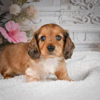 AKC-Brodie, a male Miniature Dachshund for sale in Millersburg, OH – 5 of 7