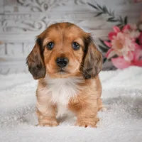 AKC-Brodie, a male Miniature Dachshund for sale in Millersburg, OH – 4 of 7