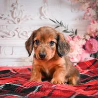 AKC-Edison, a male Miniature Dachshund for sale in Millersburg, OH – Photo 2 of 8