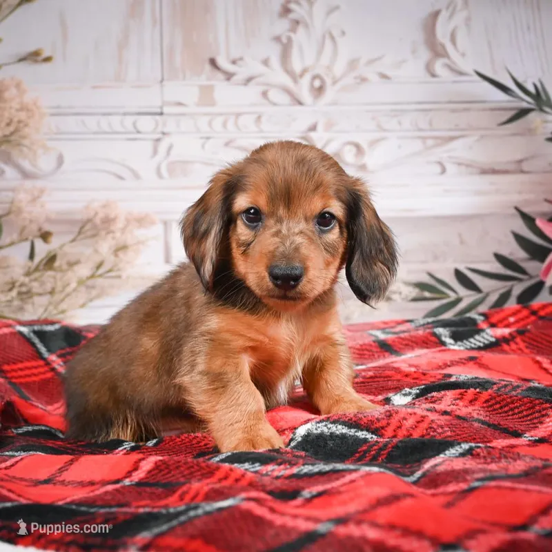 AKC-Edison – Miniature Dachshund puppy for sale in Millersburg, OH