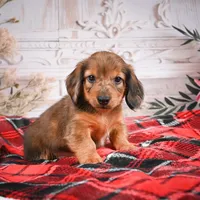 AKC-Edison, a male Miniature Dachshund for sale in Millersburg, OH – Photo 1 of 8