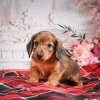 AKC-Edison, a male Miniature Dachshund for sale in Millersburg, OH – Photo 6 of 8