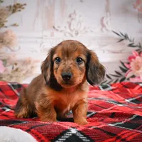 AKC-Edison, a male Miniature Dachshund for sale in Millersburg, OH – Photo 8 of 8