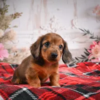AKC-Edison, a male Miniature Dachshund for sale in Millersburg, OH – Photo 5 of 8