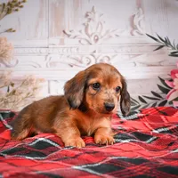 AKC-Edison, a male Miniature Dachshund for sale in Millersburg, OH – Photo 4 of 8