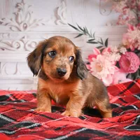 AKC-Edison, a male Miniature Dachshund for sale in Millersburg, OH – Photo 7 of 8