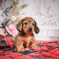 AKC-Edison, a male Miniature Dachshund for sale in Millersburg, OH – Photo 3 of 8