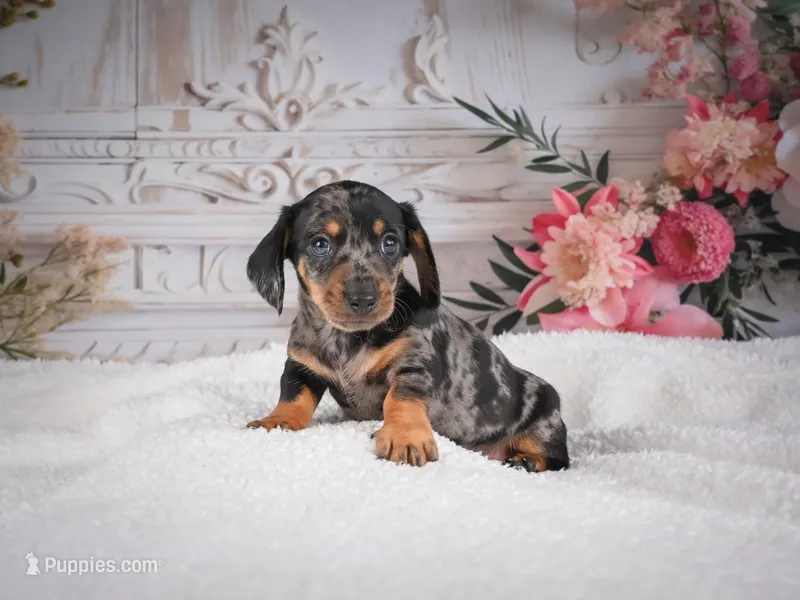 AKC-Marco – Miniature Dachshund puppy for sale in Millersburg, OH