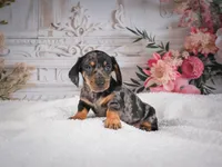 AKC-Marco, a male Miniature Dachshund for sale in Millersburg, OH – 1 of 8