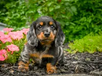 AKC-Jewel, a female Miniature Dachshund for sale in Millersburg, OH – 2 of 5