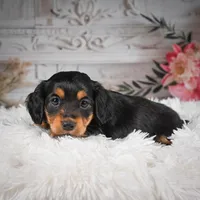 AKC-Jaxon, a male Miniature Dachshund for sale in Millersburg, OH – Photo 6 of 8