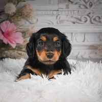 AKC-Jaxon, a male Miniature Dachshund for sale in Millersburg, OH – Photo 2 of 8
