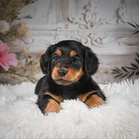 AKC-Jaxon, a male Miniature Dachshund for sale in Millersburg, OH – Photo 4 of 8