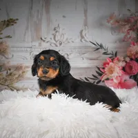 AKC-Jaxon, a male Miniature Dachshund for sale in Millersburg, OH – Photo 5 of 8