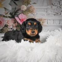AKC-Jaxon, a male Miniature Dachshund for sale in Millersburg, OH – Photo 3 of 8
