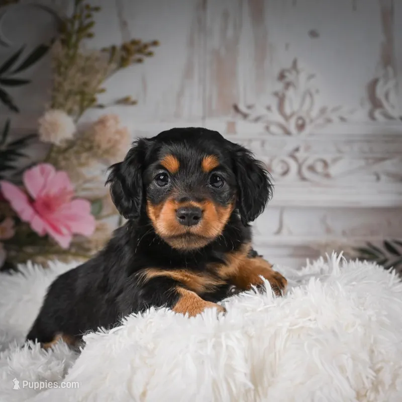 AKC-Jaxon – Miniature Dachshund puppy for sale in Millersburg, OH