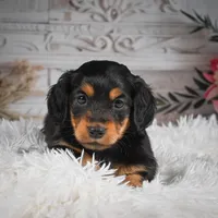 AKC-Jaxon, a male Miniature Dachshund for sale in Millersburg, OH – Photo 8 of 8